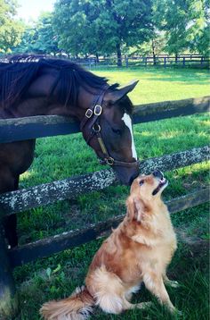 a dog sitting in front of a horse next to a fence with it's head on the ground