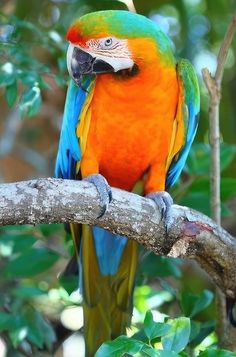 a colorful parrot perched on top of a tree branch