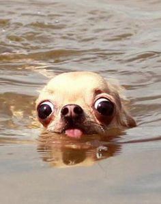 a small dog swimming in the water with its tongue out and it's eyes wide open