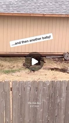 a cat sitting on the ground in front of a house with a sign that says and then another baby