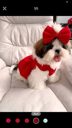 a small dog wearing a red bow tie