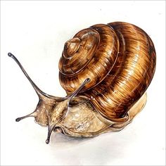 a drawing of a snail with its shell curled up on it's back side