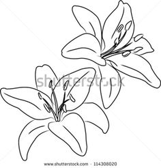 black and white drawing of two flowers on a white background stock photo - illustration of flower