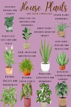 house plants that are easy to grow and care for in the garden, they can be used as an indoor planter