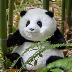 a panda bear sitting on the ground next to some bamboo