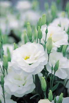 white flowers are blooming in the garden