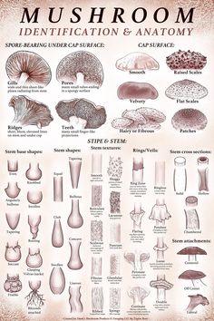 mushroom identification and anatomy poster with pictures of mushrooms in different stages of development, from the earliest to the end of the 20th century