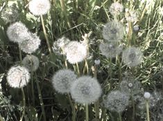 the dandelions are blowing in the wind