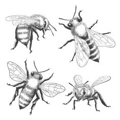 four honeybees are shown in black and white, one is drawn by hand