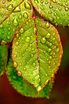 green leaves with water drops on them