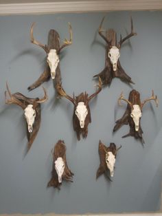 several deer skull mounted on the wall