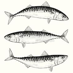 three fish are shown in black and white, one is drawn with ink on paper