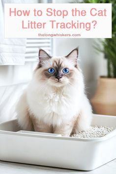 a cat sitting in a litter box with the words how to stop the cat littering?