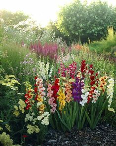 an assortment of colorful flowers in a garden