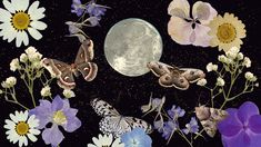 butterflies and flowers are in front of a full moon, with moths on the petals