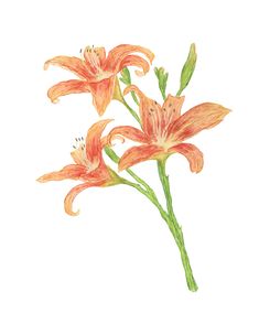 watercolor painting of orange lilies on white background