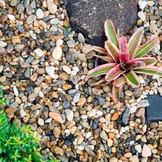 a small plant is growing out of some rocks