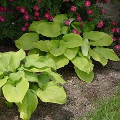 some green leaves and pink flowers in the grass