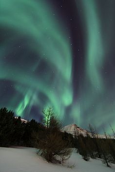 the aurora bore is shining brightly in the night sky over trees and snow covered ground