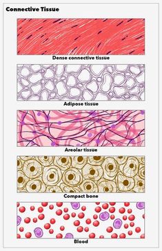 four different types of tissue are shown in this diagram, each with different colors and patterns