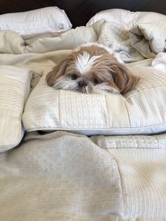 a brown and white dog laying on top of a bed covered in blankets with pillows