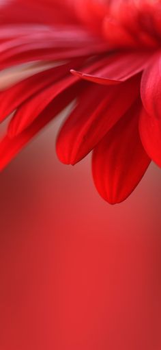 a red flower that is in front of a red background