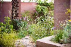 the garden is full of plants and flowers, including wildflowers on either side