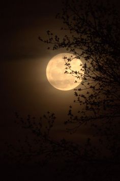 the full moon is seen through some branches