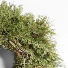 a close up of a tree branch on a white background