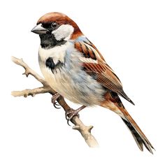 a bird sitting on top of a tree branch next to a white background and another bird standing behind it