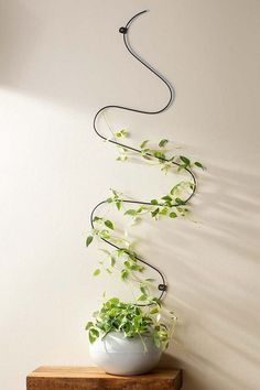 a potted plant sitting on top of a wooden table next to a white wall