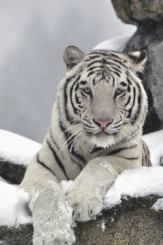 a white tiger sitting on top of snow covered rocks