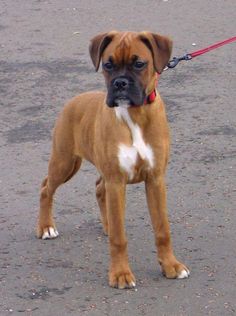 a brown and white dog standing on top of a street