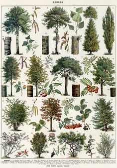 various types of trees and shrubs are shown in this illustration from the natural history of plants