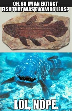 an image of a fish with caption that reads, oh, so i'm an extinct fish that was involving legs? lol nope