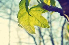 green leaves on a tree branch in the sunlight