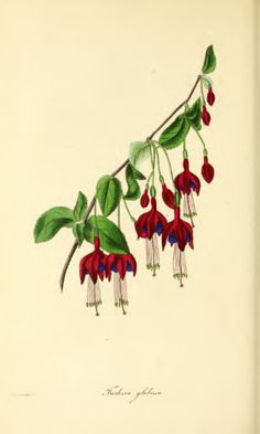 an illustration of red flowers and green leaves