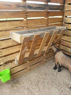 a small goat standing next to a wooden fence with a green bucket on it's side