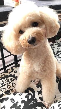 a small white dog sitting on top of a bed