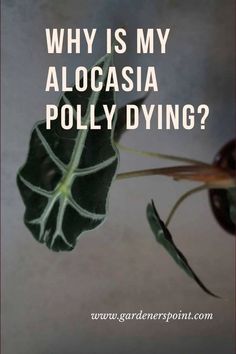 a plant with the words why is my alocasia polytying?