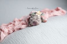 a puppy with a flower crown laying on top of a bed