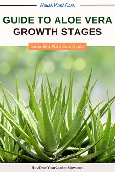 aloe vera growth stages