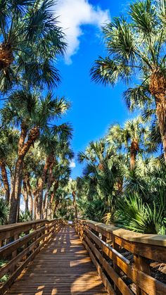 a wooden bridge surrounded by palm trees on a sunny day