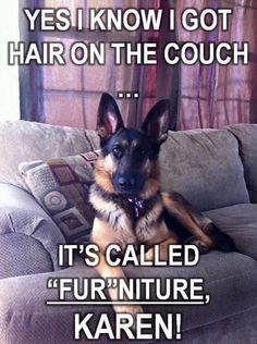 a dog sitting on top of a couch with a caption above it that reads, yes i know i got hair on the couch