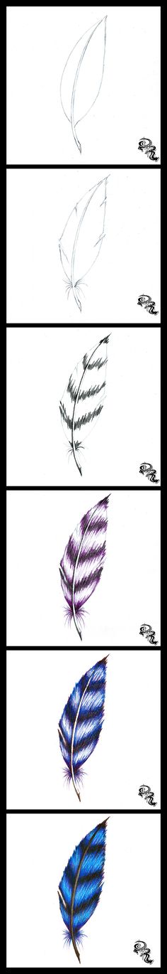 four different types of feathers are shown in the same line, each with different colors