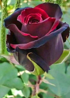 a purple rose with green leaves in the background