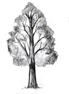 a pencil drawing of a tree with no leaves