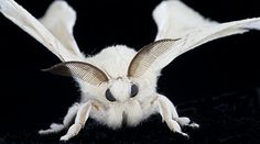 a close up of a white insect with wings spread out and eyes wide open on a black background