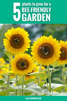 sunflowers with text that reads 5 plants to grow for a bee - friendly garden