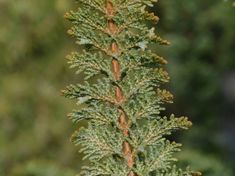 a close up of a tree branch with green leaves